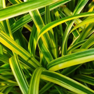 Liriope szafirkowe (Liriope muskari) Variegata sadzonka