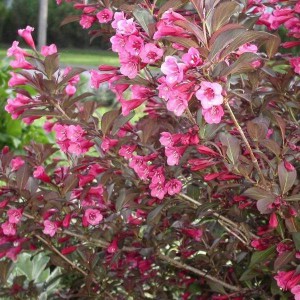 Krzewuszka (Weigela) Alexandra c2 50-70cm