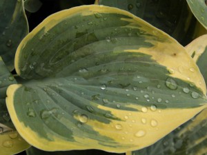 Funkia (Hosta) Aristocrat sadzonka