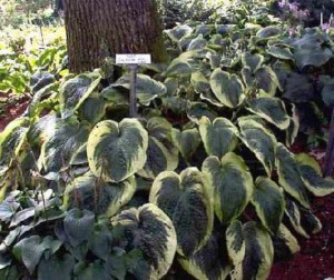 Funkia (Hosta) American Halo sadzonka