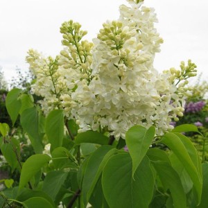 Bez - lilak pospolity (Syringa) Primrose 30-40 cm sadzonka c1