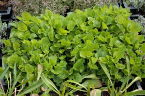 Fiołek wonny (Viola odorata) Konigin Charlotte sadzonka