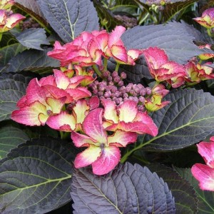 Hortensja ogrodowa (Hydrangea) Dark Angel sadzonka