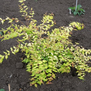 Kolkwicja chińska (Kolkwitzia amabilis) Maradco c3 35-60cm