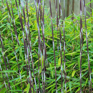 Bambus mrozoodporny (Fargesia nitida) Black Pearl Fargezja lśniąca c2,5 80-100cm