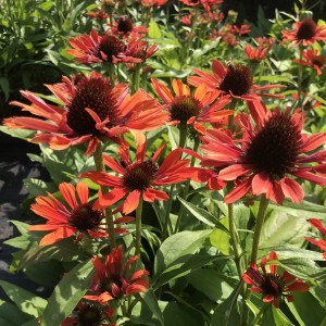 Jeżówka purpurowa (Echinacea) Orange Pearl sadzonka c1