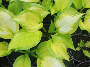 funkia - Hosta Dance With Me