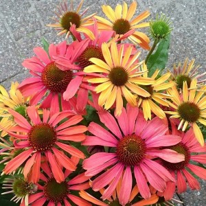 Jeżówka purpurowa (Echinacea) Fountain Orange Bicolour sadzonka