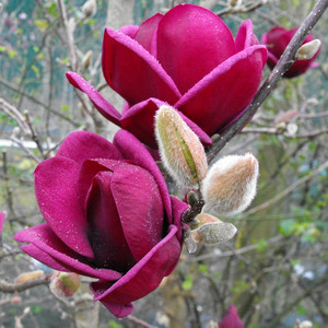 Magnolia Genie- powtarza kwitnienie 100-120 cm c1,5