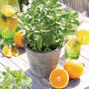 Mięta pomarańczowa (Mentha piperata) sadzonka