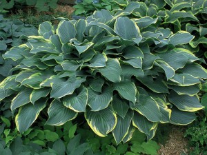 Funkia (Hosta) Regal Splendor p11