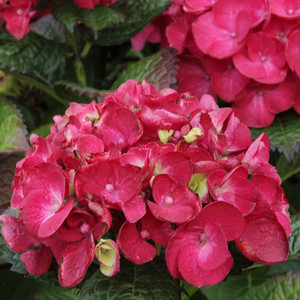 Hortensja ogrodowa (Hydrangea) Hot Red c2 25-35cm