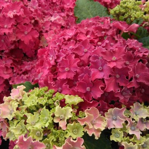 Hortensja ogrodowa (Hydrangea) Curly Sparkle c3 35-45cm
