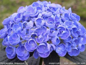 hortensja - seria Hovaria - Hydrangea Hopcorn Blue