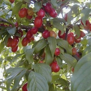 Dereń jadalny (Cornus mas) c2 50cm