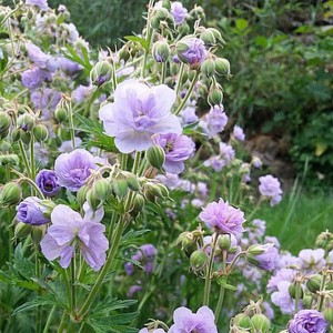 Bodziszek łąkowy (Geranium pratense) Cloud Nine sadzonka