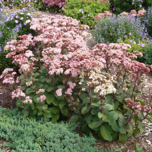 Rozchodnik ogrodowy (Sedum hybridum) Matrona sadzonka