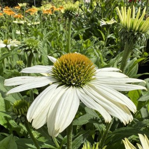 Jeżówka purpurowa (Echinacea) White Pearl c1 sadzonka
