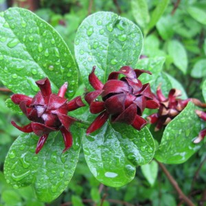 Kielichowiec wonny (Calycanthus floridus) c10 150cm