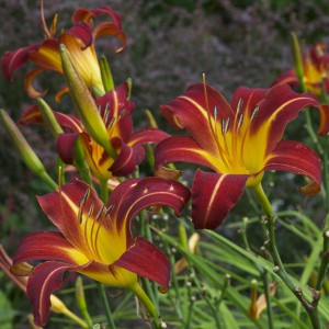 Liliowiec (Hemerocallis) Autumn Red c3 sadzonka