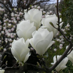 Magnolia pośrednia (Magnolia soulangeana) Lennei Alba c3 60-80 cm