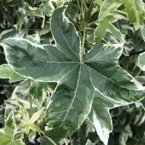 Ambrowiec balsamiczny amerykański Albomarginata Manon (Liquidambar styraciflua) c4 130-140 cm c3