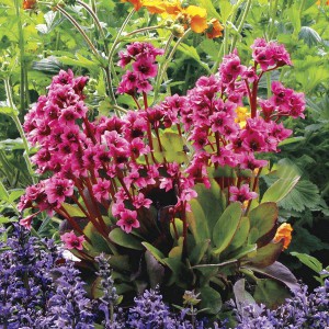 Bergenia sercolistna (Bergenia cordifolia) Flirt sadzonka