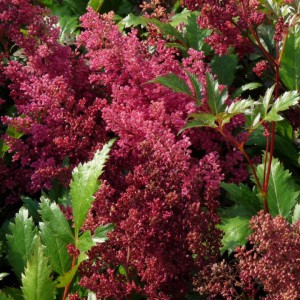 Tawułka japońska (Astilbe japonica) Red Sentinel c2