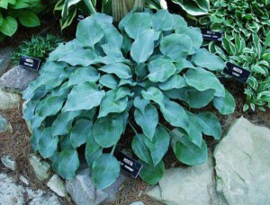 Funkia (Hosta) Blue Diamond c1