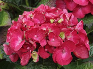 Hortensja ogrodowa (Hydrangea) Red Baron c2 30cm