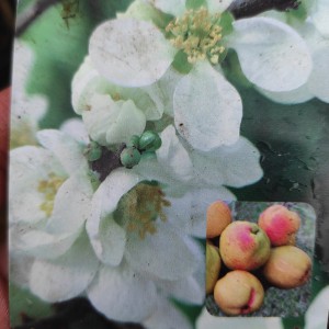 Pigwowiec (Chaenomeles speciosa) Nivalis c2 80 cm