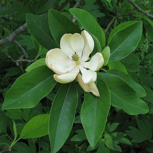 Magnolia parasolowata (Magnolia tripetala) sadzonka