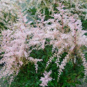Tawułka pojedynczolistna (Astilbe simlicifolia) Sprite