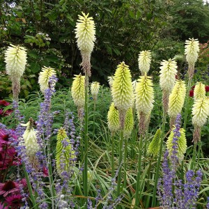 Trytoma (Kniphofia) Ice Queen sadzonka