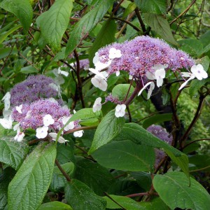 Hortensja kosmata - omszona (Hydrangea aspera) Macrophylla c2 50cm