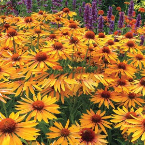Jeżówka purpurowa (Echinacea) Big Kahuna sadzonka p12