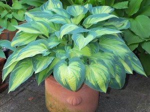 Funkia (Hosta) June sadzonka