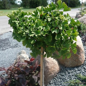 Miłorząb japoński (Gingko biloba) Mariken c7 na pniu