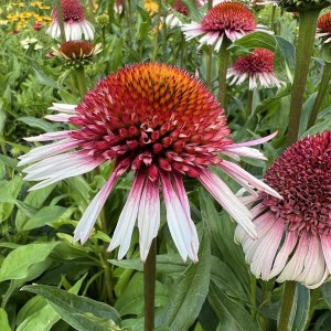 Jeżówka purpurowa (Echinacea) Strawberry And Cream sadzonka c1