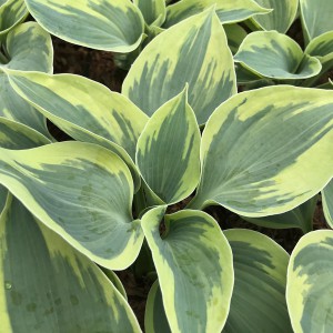 Funkia (Hosta) Tootie Mae c1