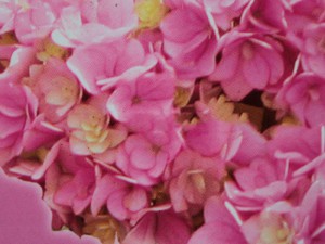 hortensja - seria You and Me - Hydrangea Together - nowość