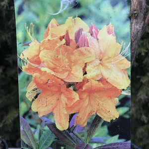 Azalia wielkokwiatowa (Azalea) Klondyke c2 45-50cm