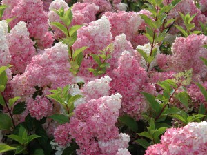 Hortensja bukietowa (Hydrangea) Vanille Fraise c3 20-30cm