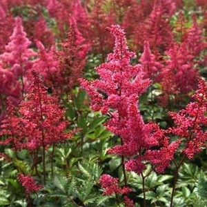 Tawułka japońska (Astilbe japonica) Bonn c2