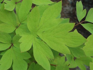 Serduszka (Dicentra) Gold Heart żółte liście sadzonka