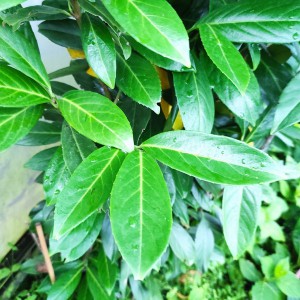Laurowiśnia wschodnia (Prunus laurocerasus) Caucasica c2 80-90 cm