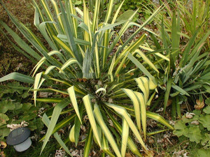 Juka (Yucca filamentosa) Golden Sword c2 15-25cm
