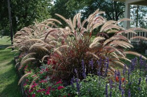 Rozplenica japońska (Pennisetum) Rubrum