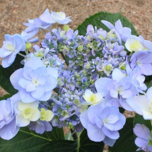 Hortensja ogrodowa (Hydrangea) Forever You and Me c3 35-50cm