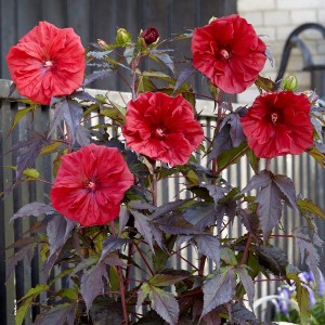 Hibiskus bylinowy (Hibiscus moscheutos) Carousel Red Wine sadzonka